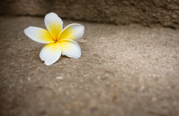 Naklejka na ściany i meble Beautiful white Plumeria flower lay on the sand stone floor for background concept