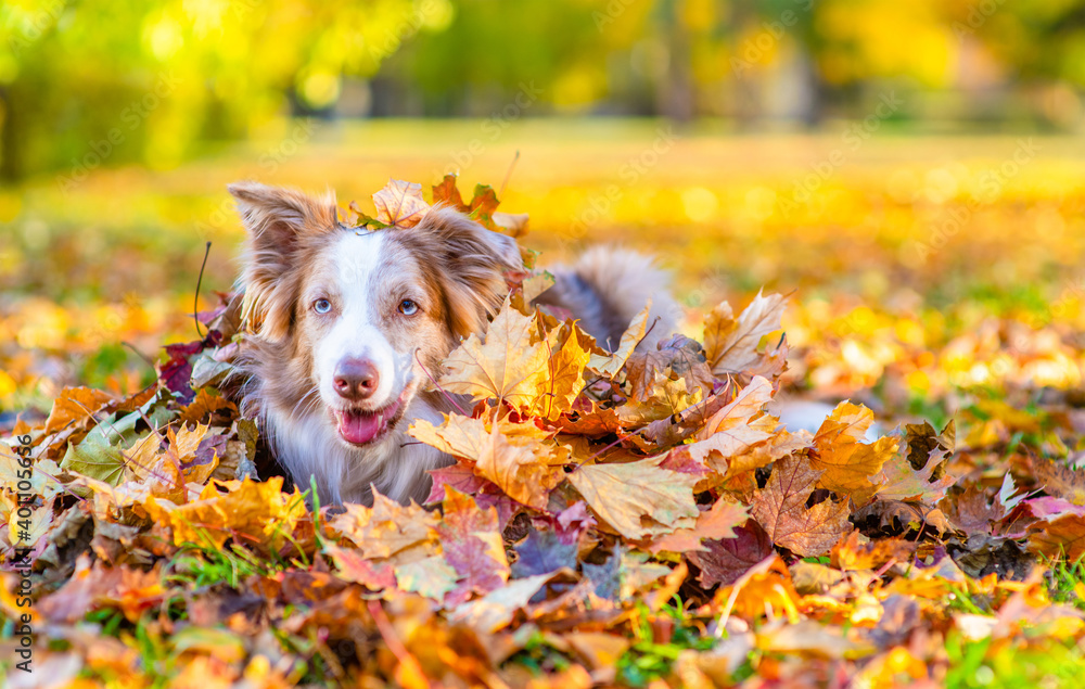 Poster playful border collie dog lies inside a pile autumn leaf and looks at camera. empty space for text