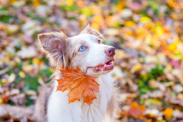 Adult Border collie dog holds autumn leaves in it mouth