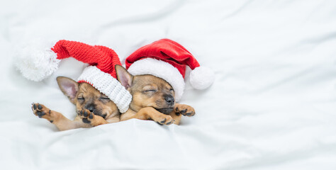 Two Toy terrier puppies wearing red santa's hat sleep under a warm white blanket on a bed at home. Top down view. Empty space for text