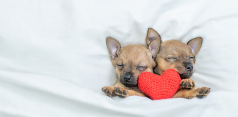 Toy terrier puppies sleep together under a white blanket on a bed at home. Top down view. Empty space for text