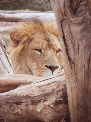 An adult lion naps behind a tree. He is using of the tree to support his head. Lions are one of the most widely depicted animals across human cultures. It symbolizes nobility, strength and stateliness