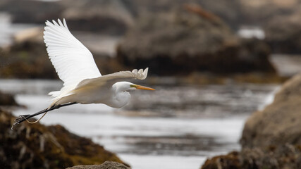 Heron Flying Through Tidepools, California Water Birds, Ocean Life in Morro Bay