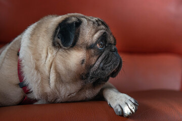willow the pug