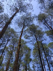 trees in the forest