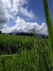 Fototapeta premium green grass and blue sky