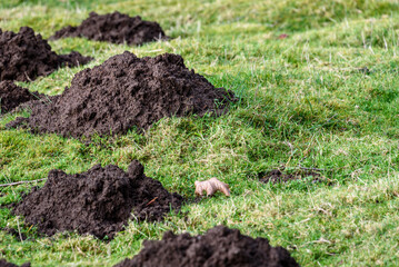 Closeup of damage done by pests, dirt mole hills in a farm's grass pasture, as a background
