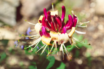 native Australian Lonicera honeysuckle firecracker plant outdoor in sunny backyard