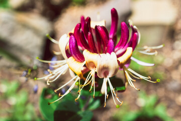 native Australian Lonicera honeysuckle firecracker plant outdoor in sunny backyard