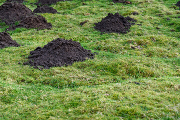 Closeup of damage done by pests, dirt mole hills in a farm's grass pasture, as a background
