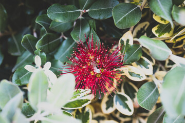 native new zealander metrosideros thomasii Christmas bush plant outdoor