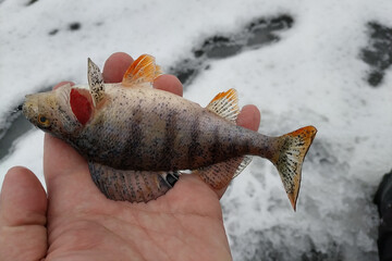 Winter fishing on the river, roach and perch fishing.
