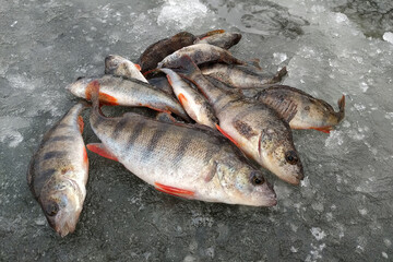 Winter fishing on the river, roach and perch fishing.