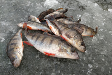 Winter fishing on the river, roach and perch fishing.