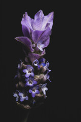  portrait of lavender flower on black background