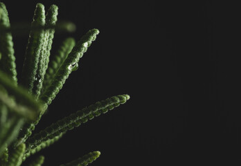 Macro close up portrait of lavender plant on black background