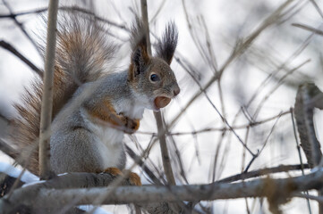 The squirrel with nut sits on tree in the winter or late autumn