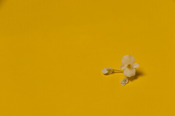 Lonely white flower on yellow table