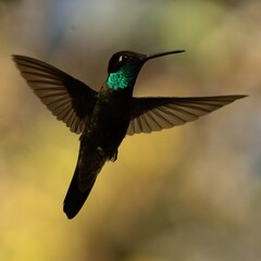 Obraz premium Colibrí