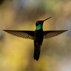 Colibrí © Alejandro