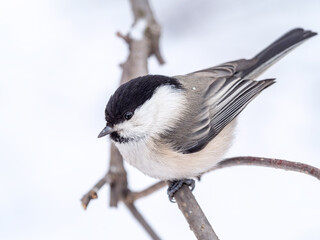Cute bird the willow tit, song bird sitting on a branch without leaves in the winter.