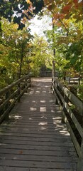 wooden bridge in the forest