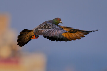 Domestic / Rock Pigeon
