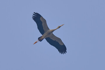 Asian Openbill Stork isolated on sky