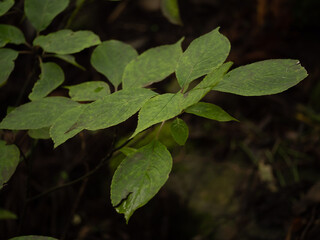 薄暗い山道の植物