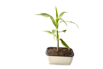 Quan Yin Bamboo Tree on