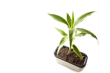 Quan Yin Bamboo Tree on