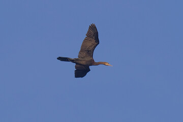 Indian Cormorant