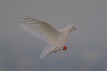 Rock / Domestic Pigeon