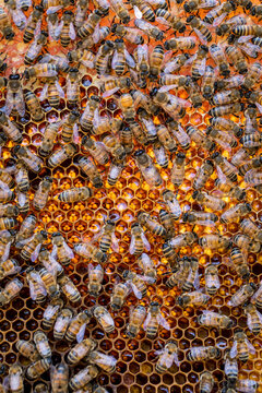 Detail of honeybees in their hive