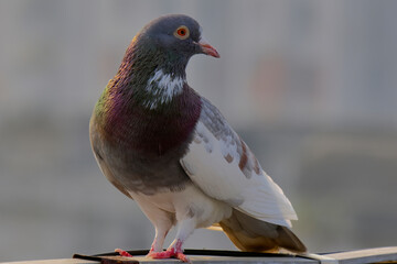 Domestic / Rock Pigeon