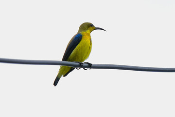Purple Sunbird