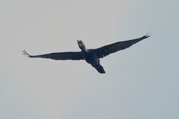 Indian Cormorant