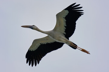 Asian Openbill Stork isolated on sky