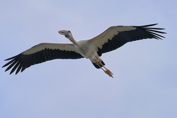 Asian Openbill Stork isolated on sky