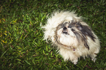 Lovely Female Shih Tzu dog