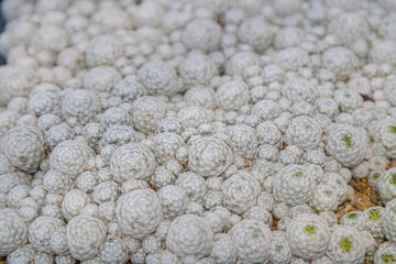 Mammillaria plumosa at Cactus farm