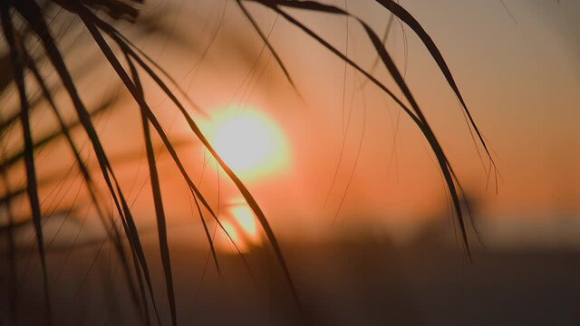 The leaves of a California palm tree sway in the wind against background of sunset. Yellow sun goes down. Slow motion.