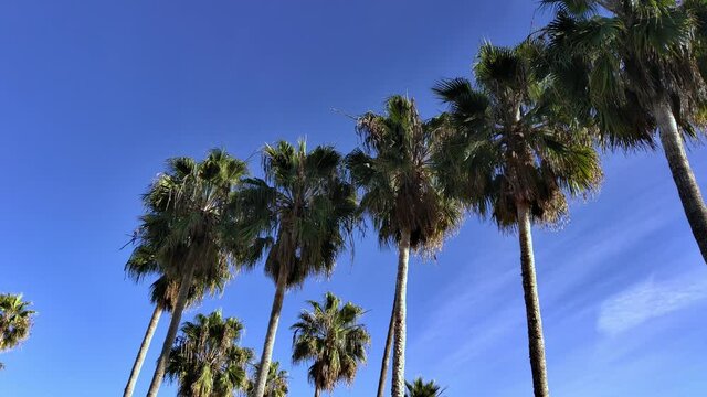 Tourists walking at the Venice Beach Boardwalk under still palm trees, calm, sunny morning, in Los Angeles, USA - tilting down view