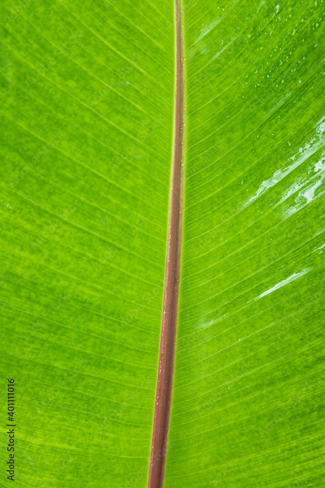 Wall mural Fresh green banana leaves