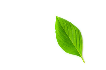 Fresh basil leaf isolated