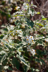 White umbel inflorescences bloom from Greenspot Nightshade, Solanum Douglasii, Solanaceae, native...