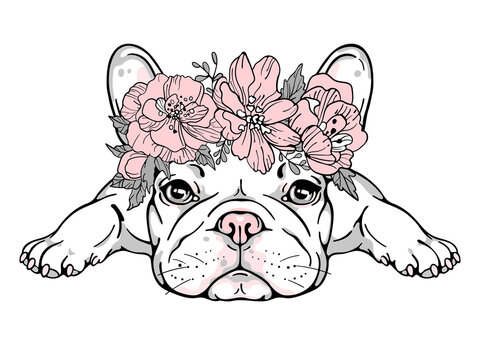 Cute french bulldog in flower wreath. Wector illustration