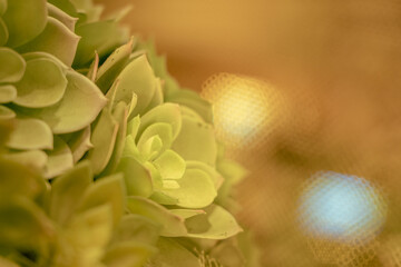 Close Up Of Artificial Cactus Against with gold color background