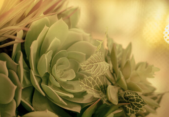 Close Up Of Artificial Cactus Against with gold color background