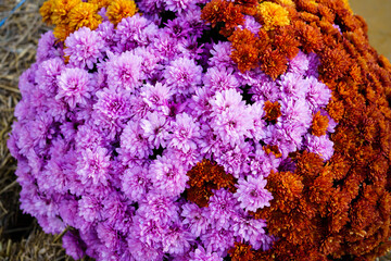 purple, yellow and orange Chinese chrysanthemums on flowerbed. floral background